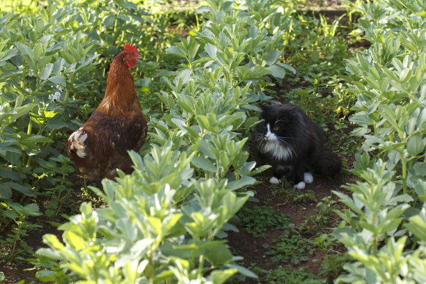 猫和鸡在豆科植物中间图片下载