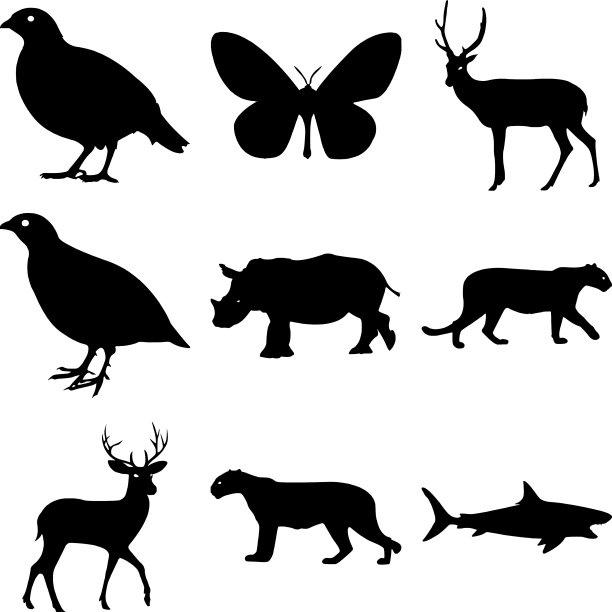 黑白相间的可爱家养动物图片下载