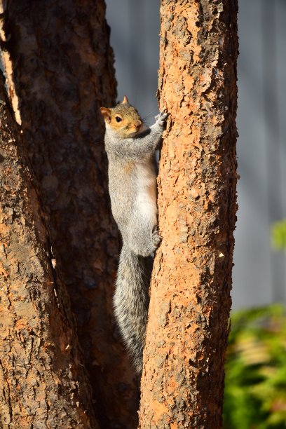 灰松鼠在桦树上图片下载