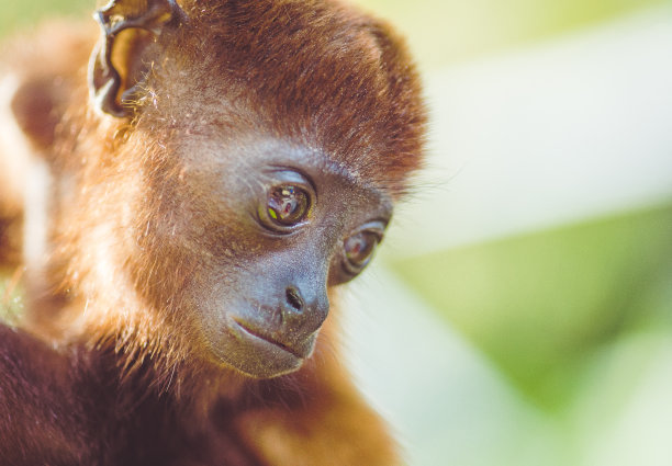 可爱的绢毛猴宝宝图片下载