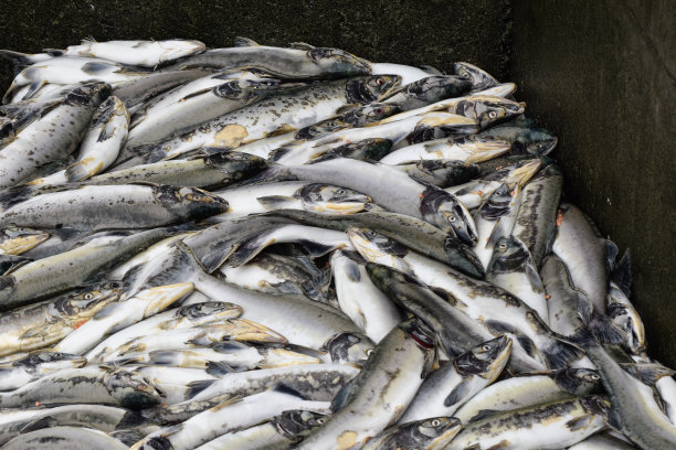 阿拉斯加鲑鱼图片下载