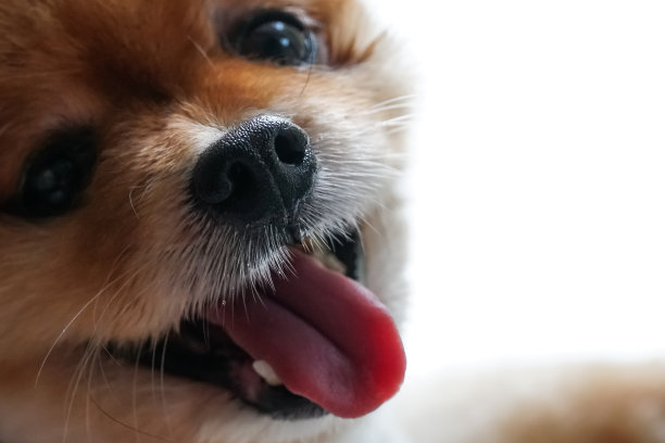 小狗脸，选择性聚焦图片下载