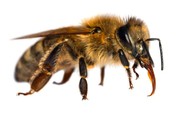 蜜蜂或蜜蜂蜜蜂被分离在白色上图片下载