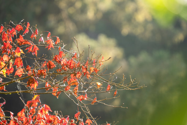 美丽的枫叶在秋天的季节。图片下载