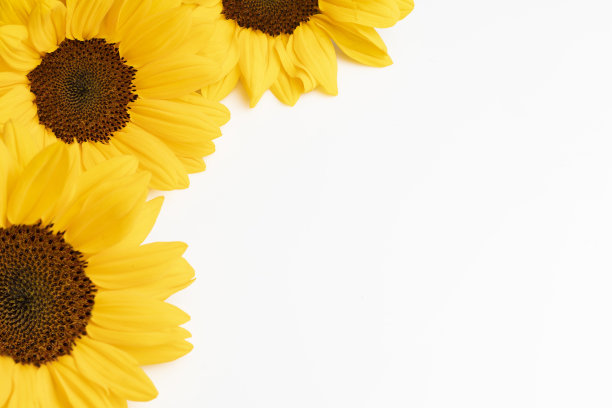 白色背景的一角有三朵向日葵图片下载