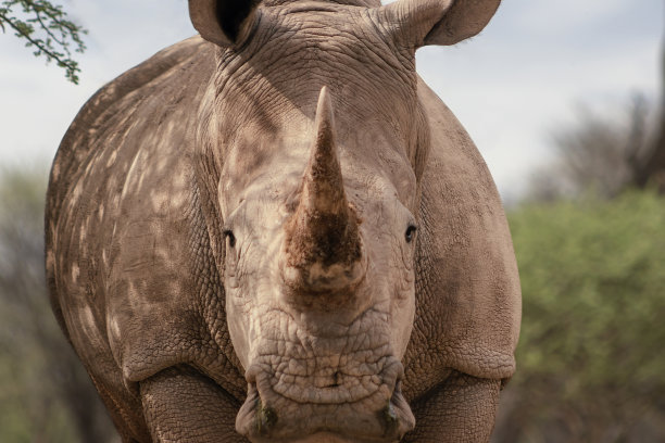 非洲的野生动物。纳米比亚Etosha国家公园，一头雄性白犀牛正在吃草。图片下载