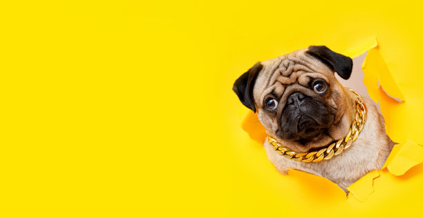 有趣的狗在时髦的黄色背景。可爱的小狗哈巴狗品种爬出洞在彩色背景。为文本腾出空间。广角水平墙纸或网横幅。图片下载