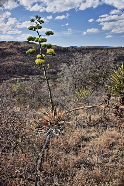 戴维斯山龙舌兰图片下载