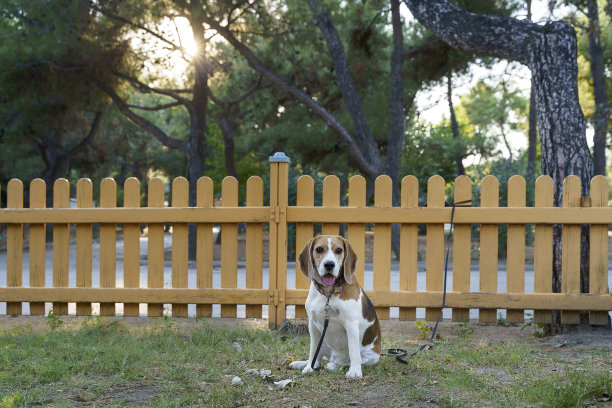 可爱的小猎犬坐在黄色栅栏旁边图片下载