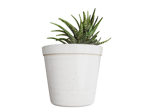 在白色背景上孤立的地块上种植图片下载