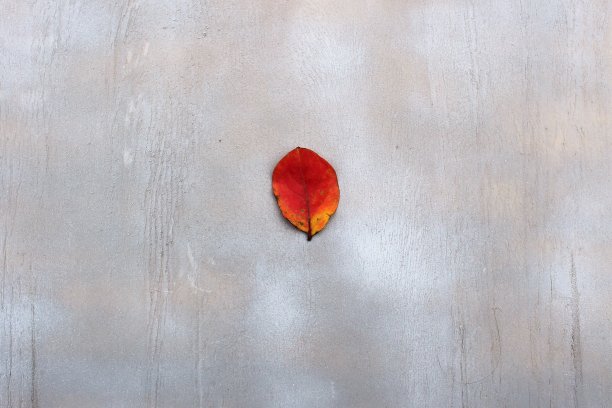 灰色背景上的落叶图片下载