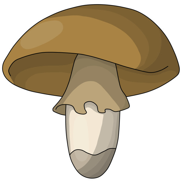 简单的颜色绘制。秋香菇带一顶棕色帽子，不可食用香菇，剪贴画图片下载