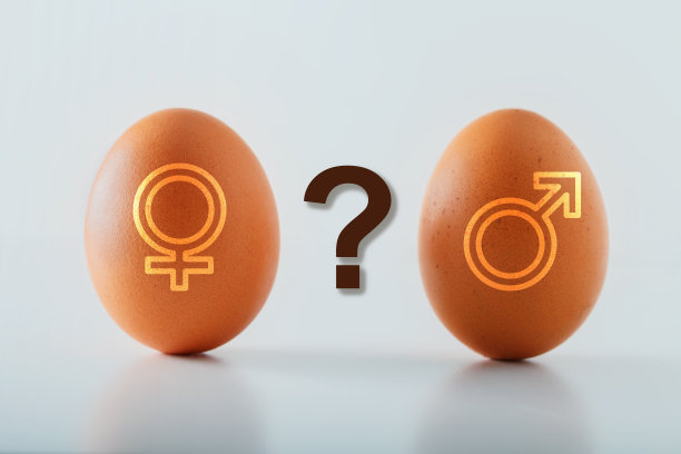 概念性别决定和性别身份——鸡蛋象征着男人和女人图片下载
