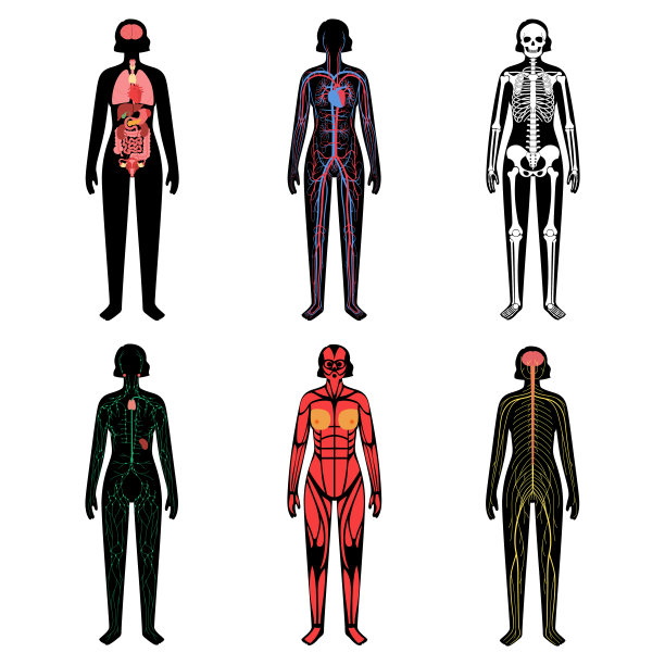 人体系统图片下载