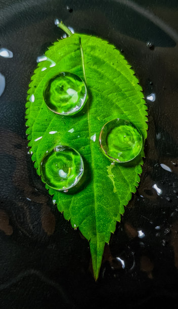 绿色的叶子图片下载