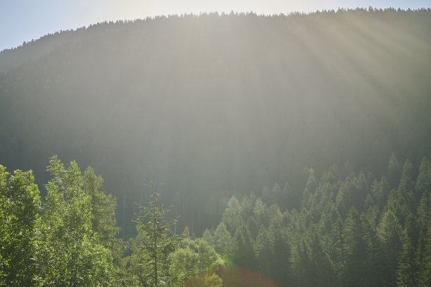 山坡上的森林图片下载
