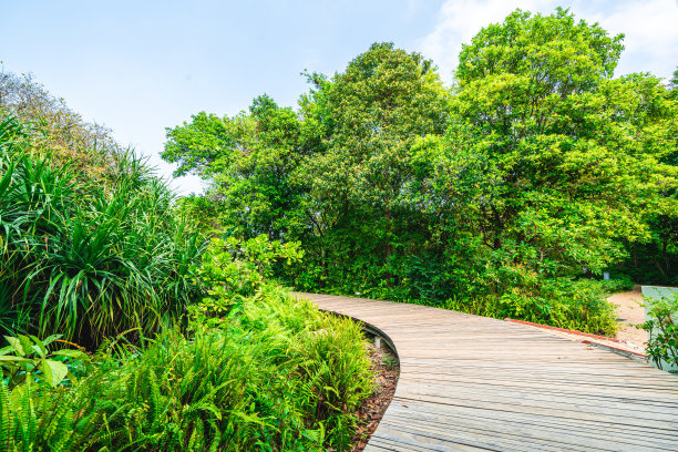 绿色公园小路图片下载