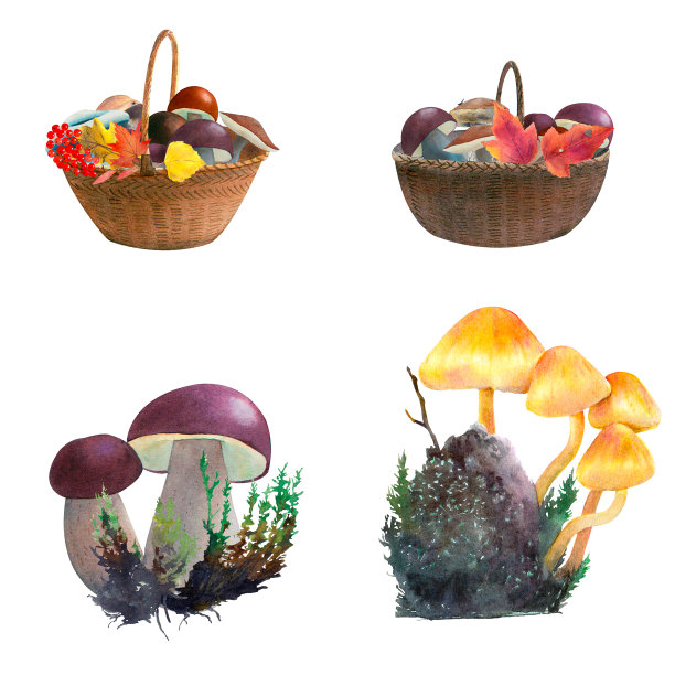秋天套篮子与蘑菇，枫，桦树叶子在水彩图片下载