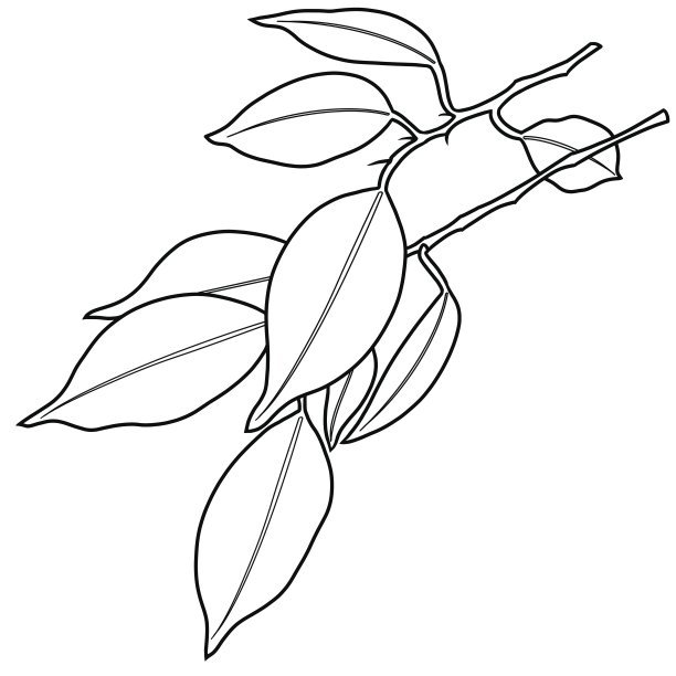 简单的画一棵榕树的树枝与叶子在白色的背景，线图片下载
