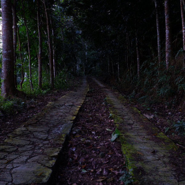 通往森林的路图片下载