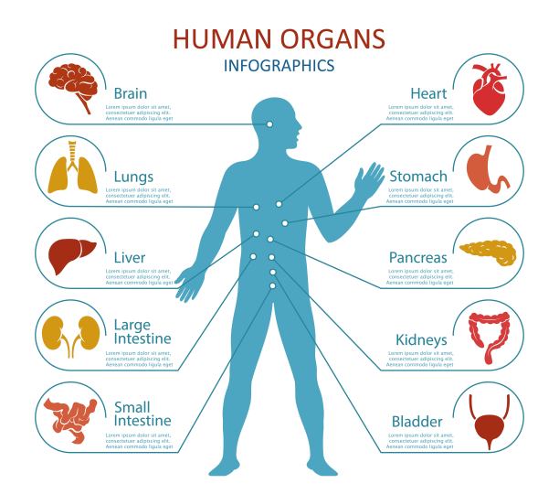 人体器官信息图。矢量图图片下载