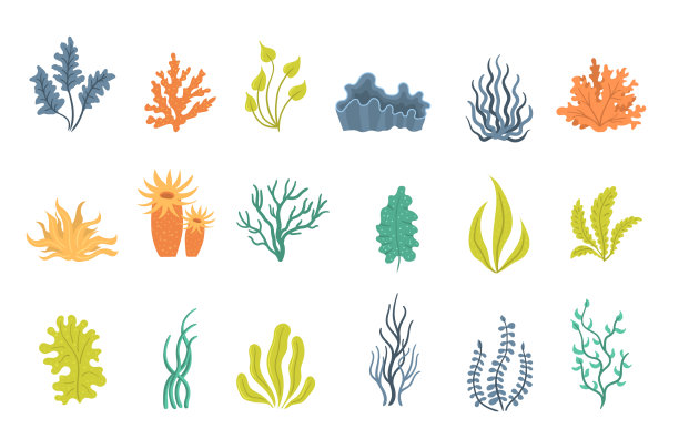 套海藻的水下海生植物壳图片下载