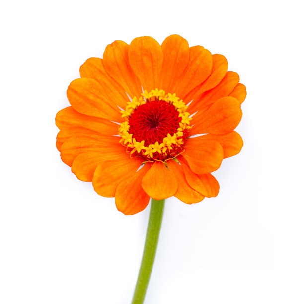 白色背景上橙色的百日菊图片下载