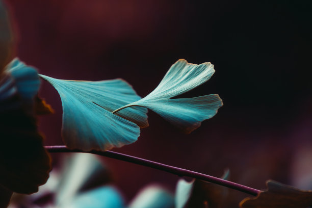 特写银杏叶树图片下载