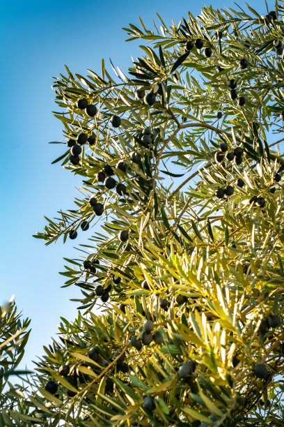 橄榄树的树枝，阳光透过树叶图片下载