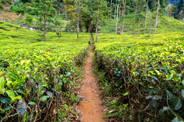 斯里兰卡的茶园图片下载