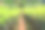 斯里兰卡的茶园图片下载