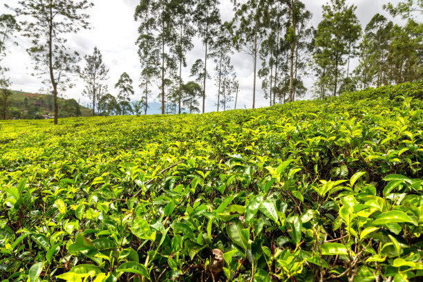 斯里兰卡的茶园图片下载