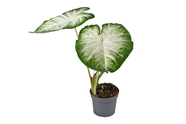 贝母亚伦的室内植物图片下载