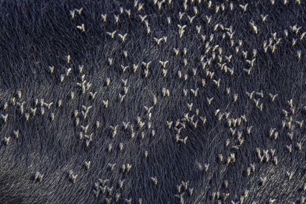 角蝇特写(刺激血仇)图片下载