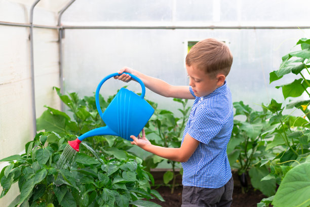 一个梳着整洁发型、穿着蓝色衬衫的学前班男孩在温室里给黄瓜和番茄浇水。有选择性的重点图片下载