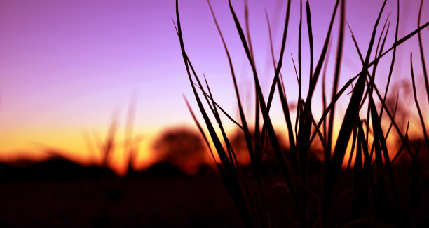 景观-草地沙漠日落-内陆，南澳大利亚图片下载