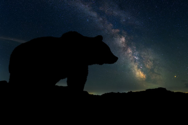 美丽的夜景与熊和银河系图片下载