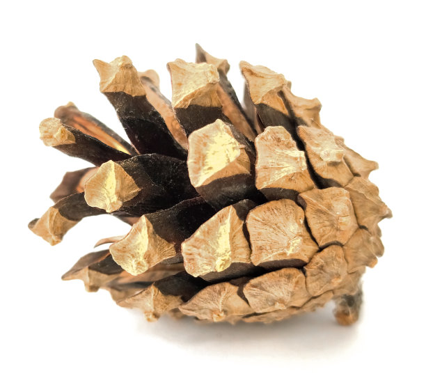 白色背景上的松果图片下载