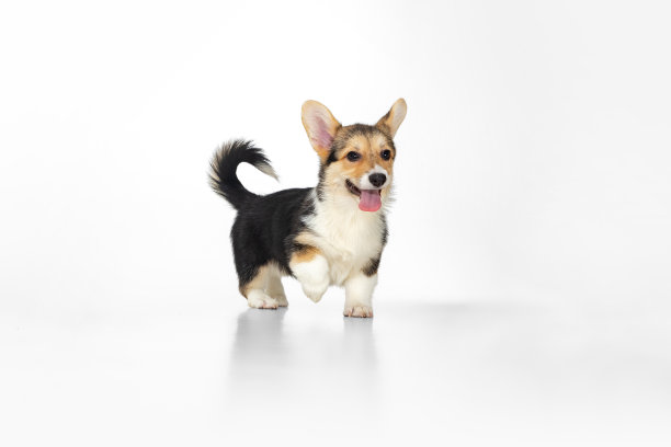 快乐的小狗、小狗、柯基在白色的背景下孤独地行走图片下载