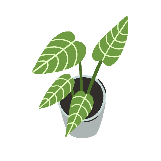 室内有绿色大叶子的盆栽植物图片下载