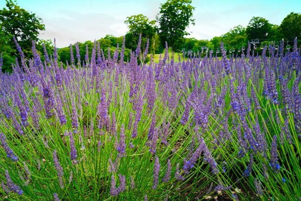 2021年8月，群马坦巴拉薰衣草公园，夏季的高原薰衣草盛开图片下载