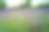 2021年8月，群马坦巴拉薰衣草公园，夏季的高原薰衣草盛开图片下载