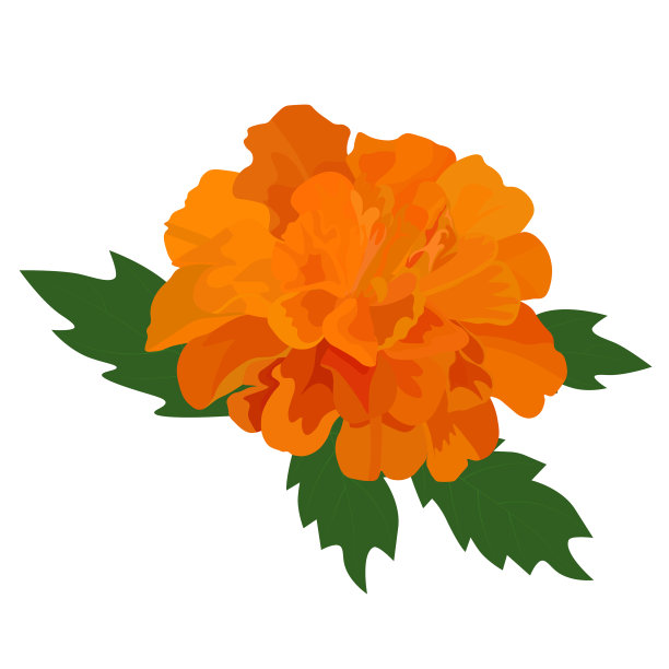 万寿菊股票特写图片下载