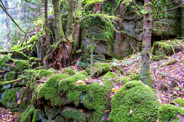 森林里长满青苔的古老石墙图片下载