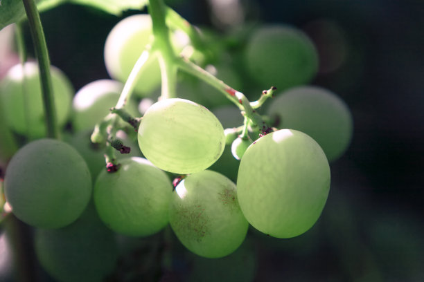 洁白可口的葡萄在光束中图片下载