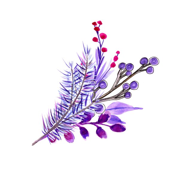 圣诞树枝端浆果，冬季装饰，蓝色。孤立的,白色背景。水彩手绘插图图片下载