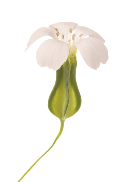 白色背景下的花朵特写镜头图片下载