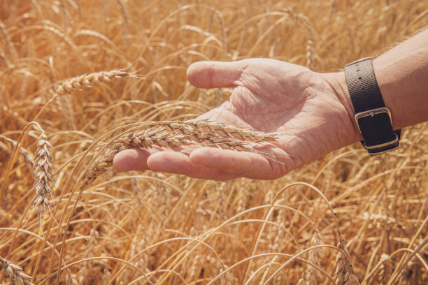 一位男性农民正在检查麦穗的成熟度。农夫在田里摸着麦穗图片下载