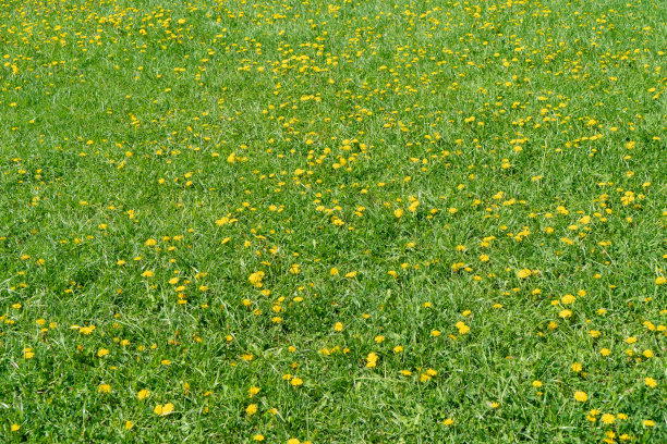 美丽的绿草背景。阳光普照的草坪上有绿色的草和黄色的蒲公英花。图片下载