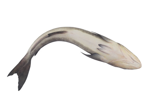 大军曹鱼或柠檬鱼孤立在白色背景图片下载